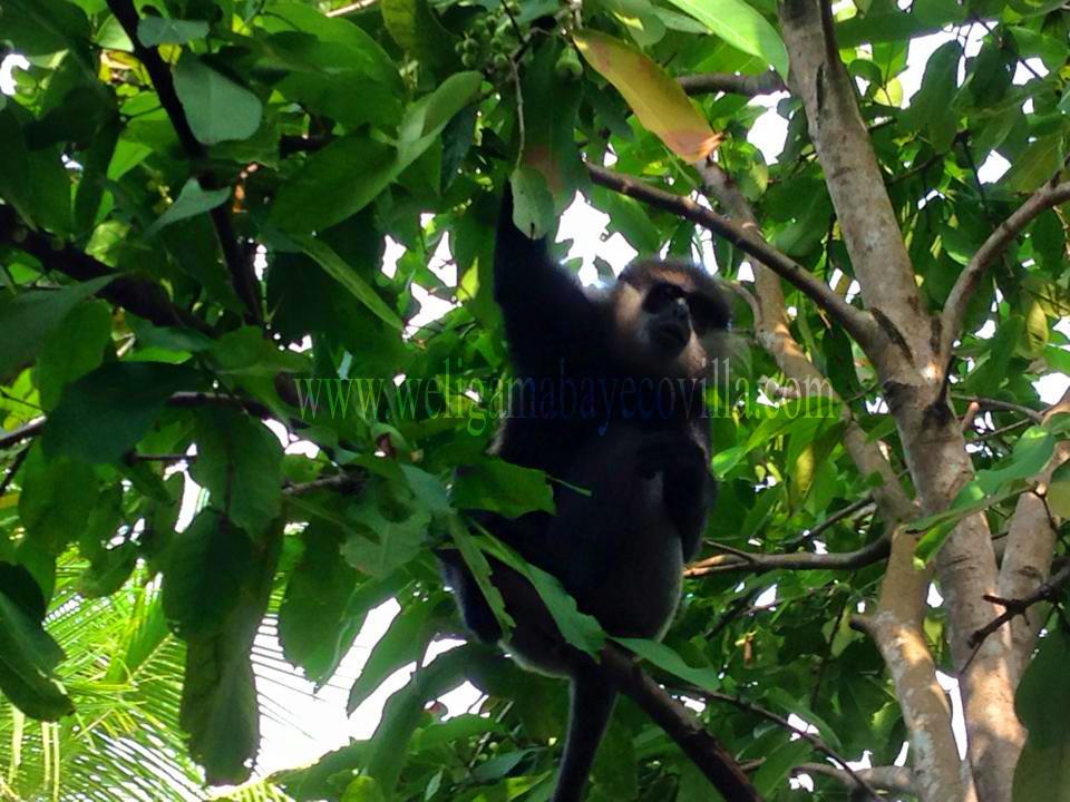 Weligama Bay Eco Villa Bagian luar foto
